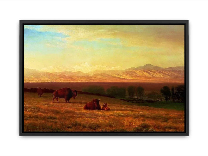 Buffalo on the Plains, c.1890 Canvas Print