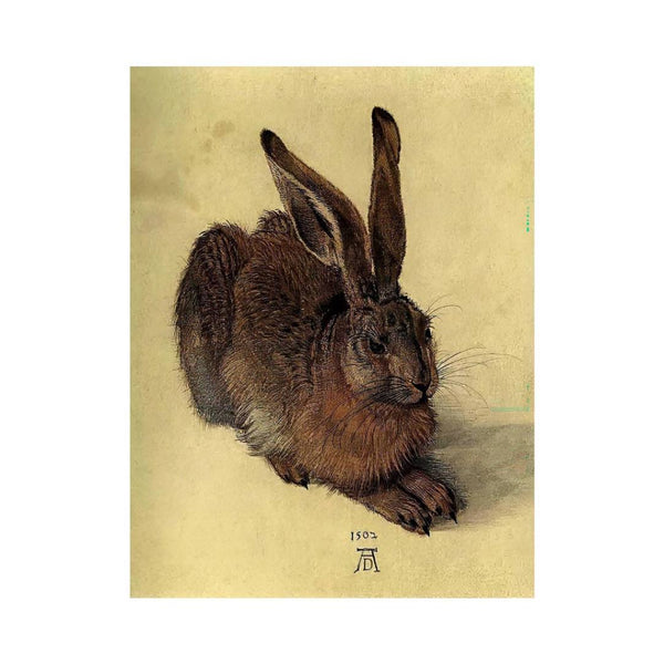 Young Hare I
