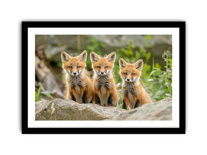 Red Fox  Art framed Print