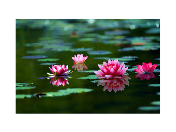 Lily Pink Flower Painting