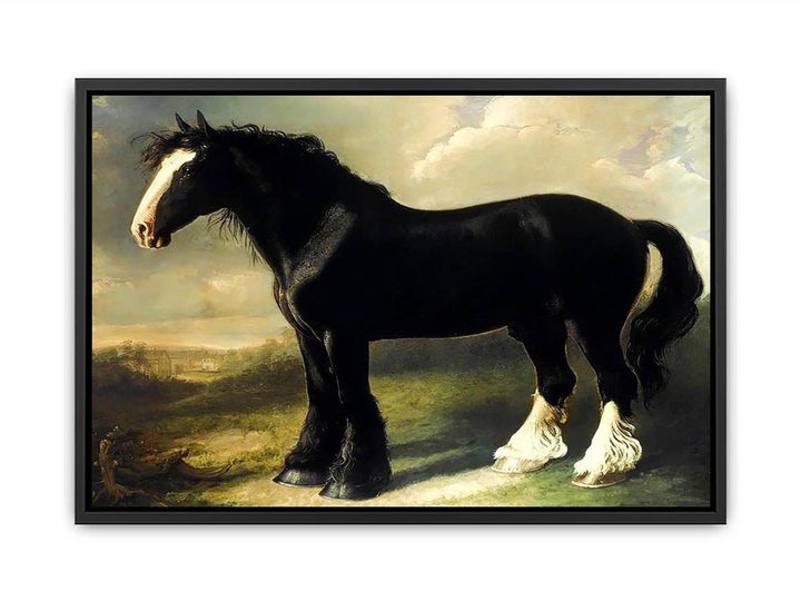 Old English Black Horse Canvas Print