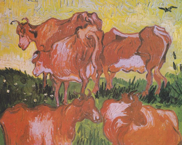 Cows