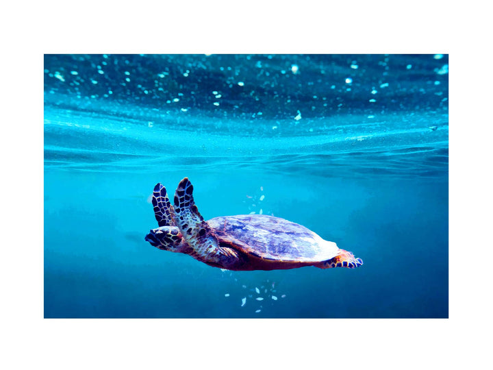  Sea Turtle Art 