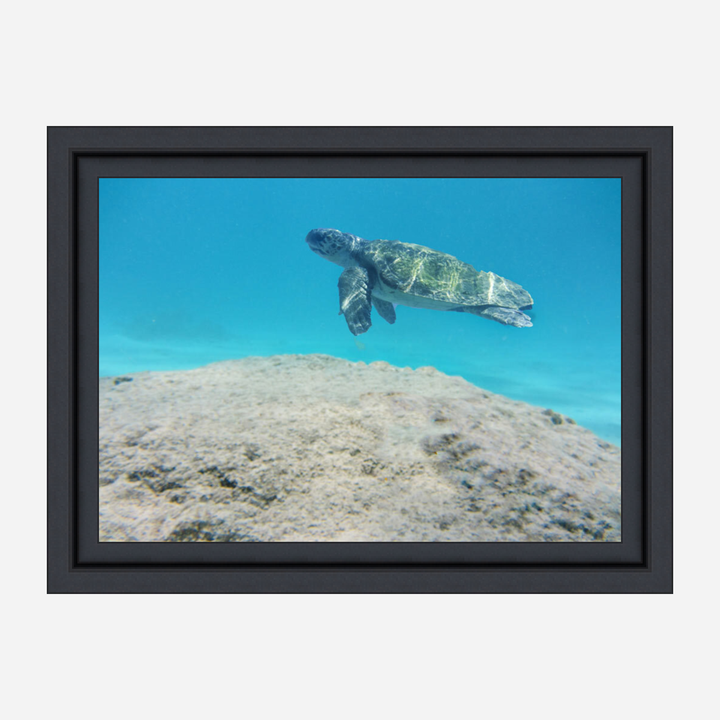 https://cdn.shopify.com/s/files/1/0586/5822/6346/files/SSPB-137-whiteFF.png?v=1681588011