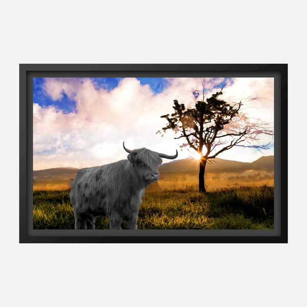 Highland Cow In Farm