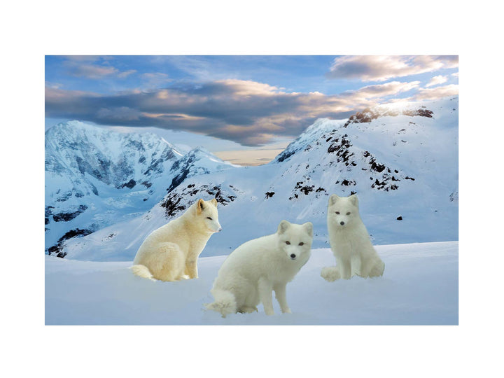 Three Arctic Fox Painting