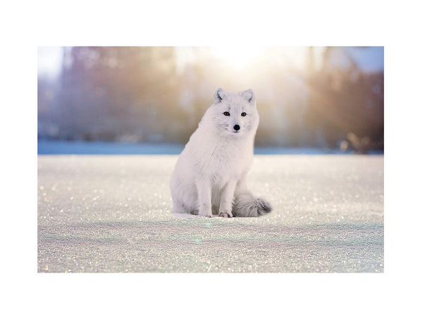 Arctic Fox White Painting