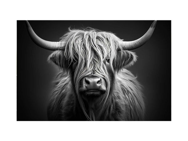 Black And White Highland Cow 